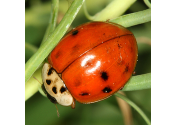 Asiatischer Marienkäfer (Harmonia axyridis) - © Erwin Holzer